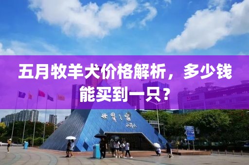 五月牧羊犬价格解析，多少钱能买到一只？