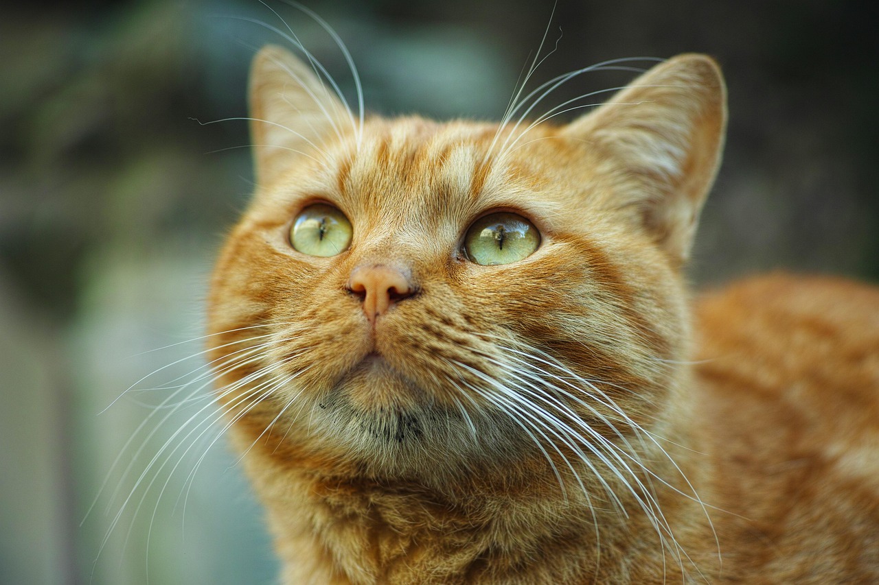 重庆橘猫最新动态，探索城市中的猫界新星传奇